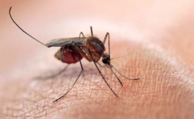 Virus Zika lây lan qua muỗi chích