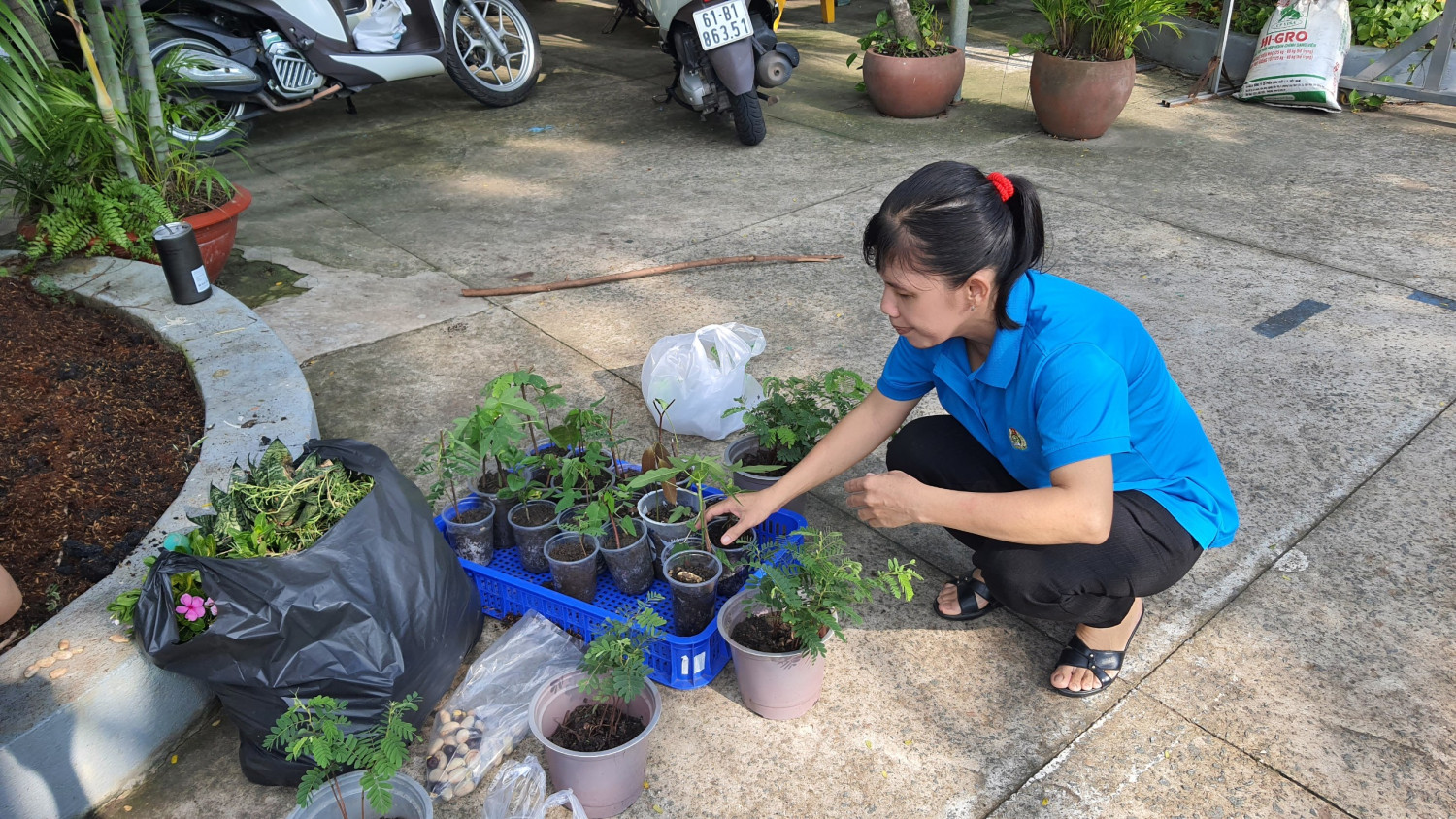 Trường Tiểu học Lê Thị Hồng Gấm thực hiện trồng và chăm sóc cây xanh